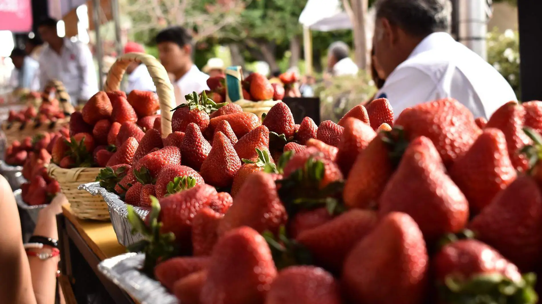 Festival de la Fresa un evento relevante para agricultures y un símbolo de identidad  (1)